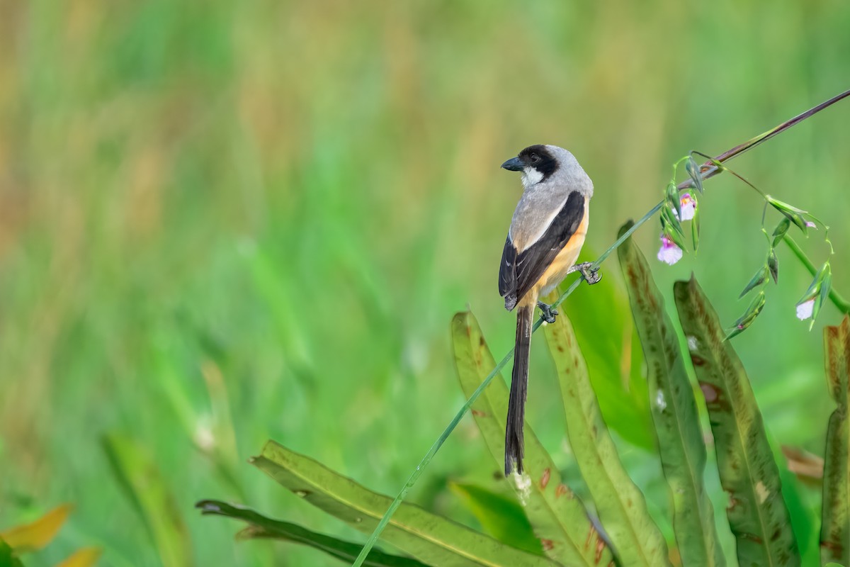 Long-tailed Shrike - ML644158123