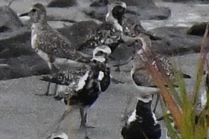 Nordmann's Greenshank - ML644158143