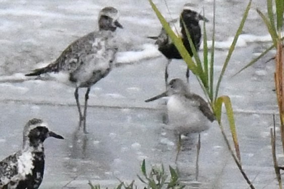 Nordmann's Greenshank - ML644158145