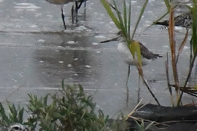 Nordmann's Greenshank - ML644158146
