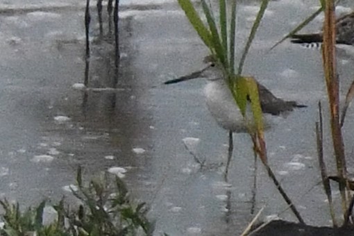 Nordmann's Greenshank - ML644158147