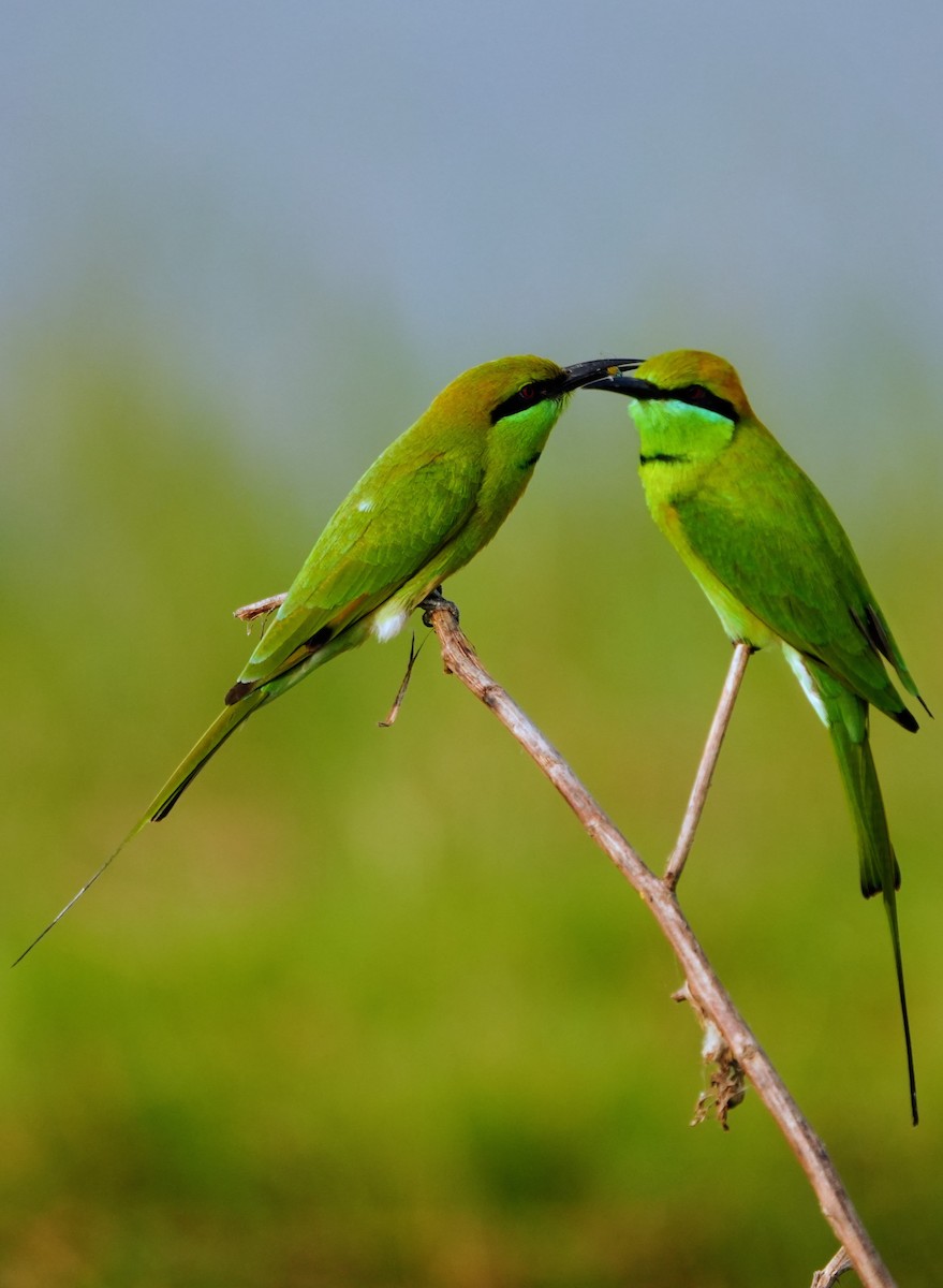 Asian Green Bee-eater - ML644158153