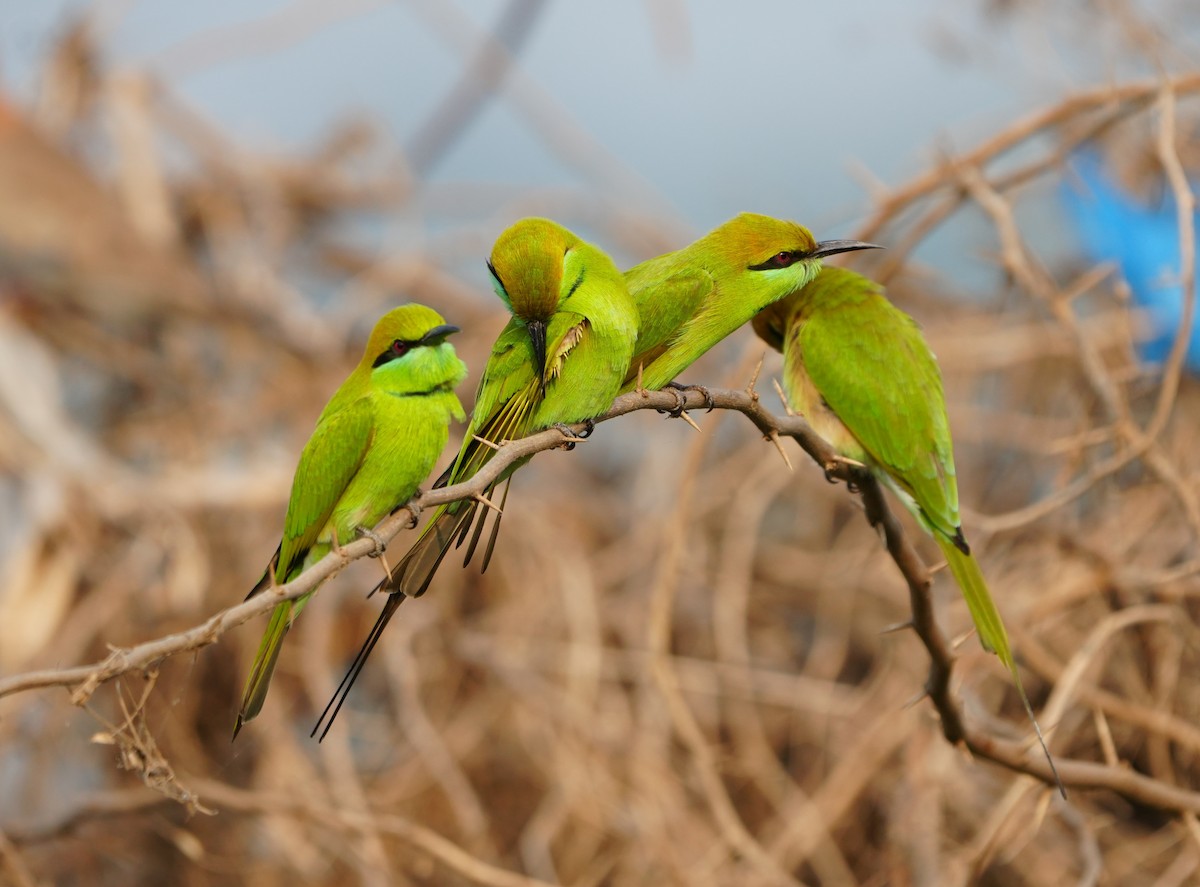 Asian Green Bee-eater - ML644158154