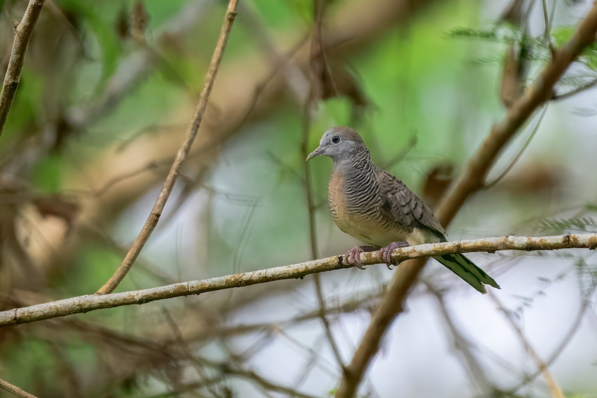 Zebra Dove - ML644158155