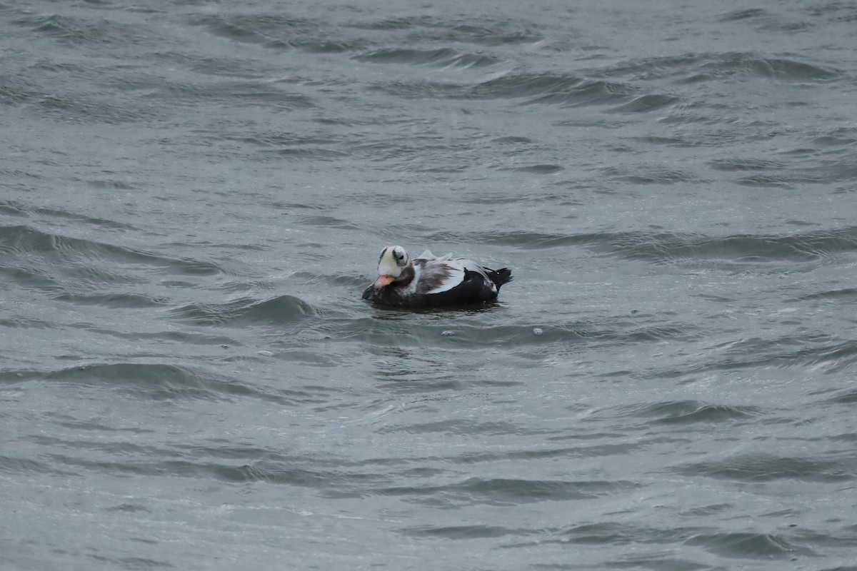 Spectacled Eider - ML644158159
