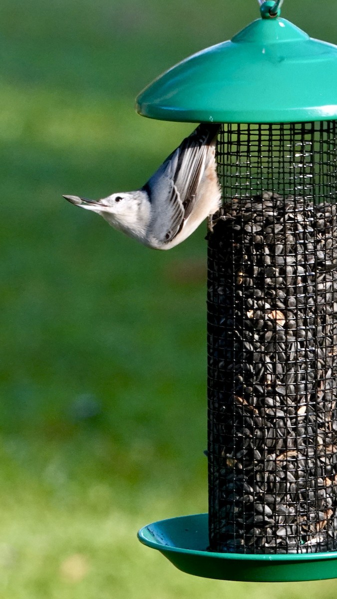 White-breasted Nuthatch (Eastern) - ML644158170