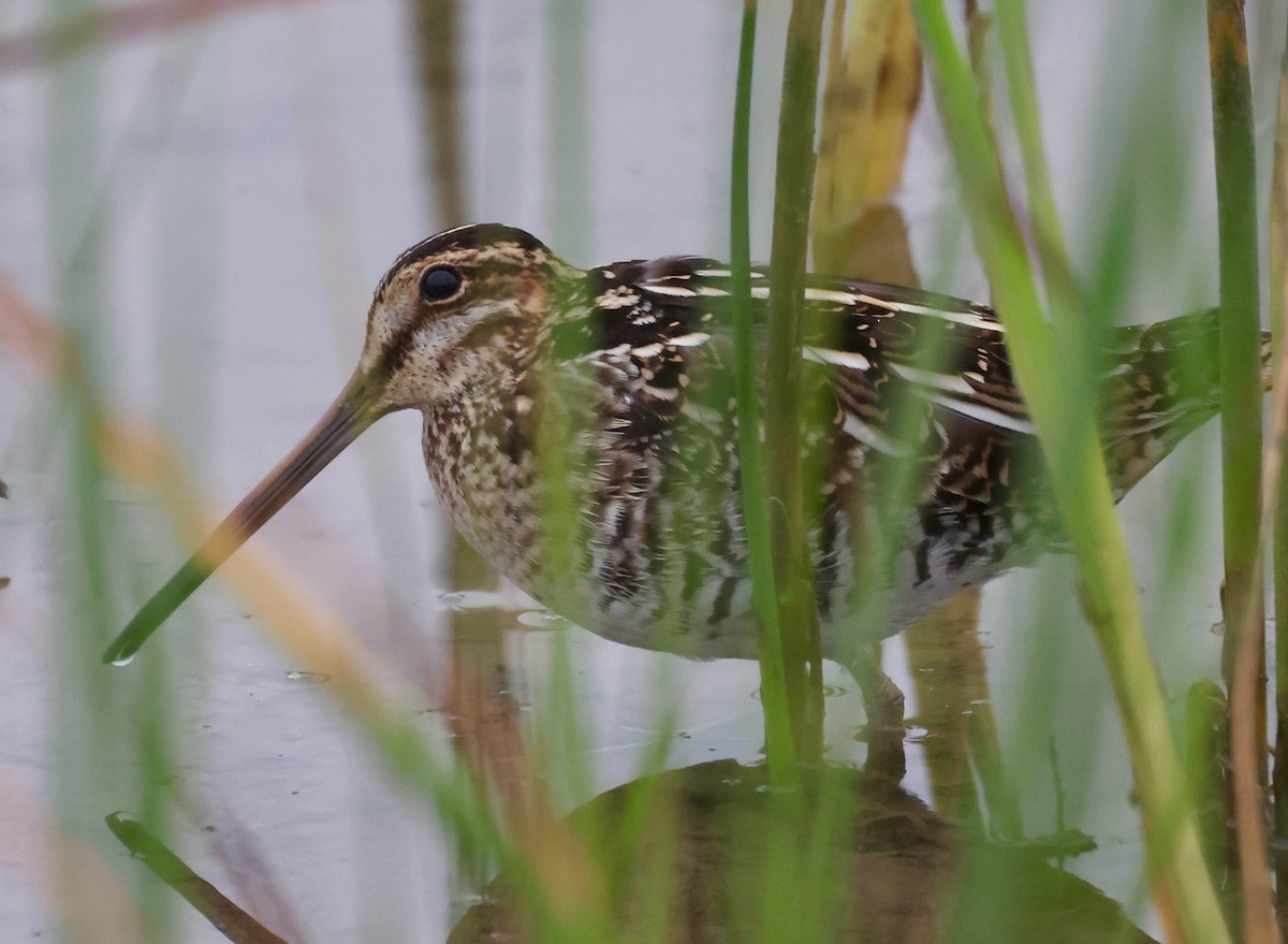 Wilson's Snipe - ML644158171