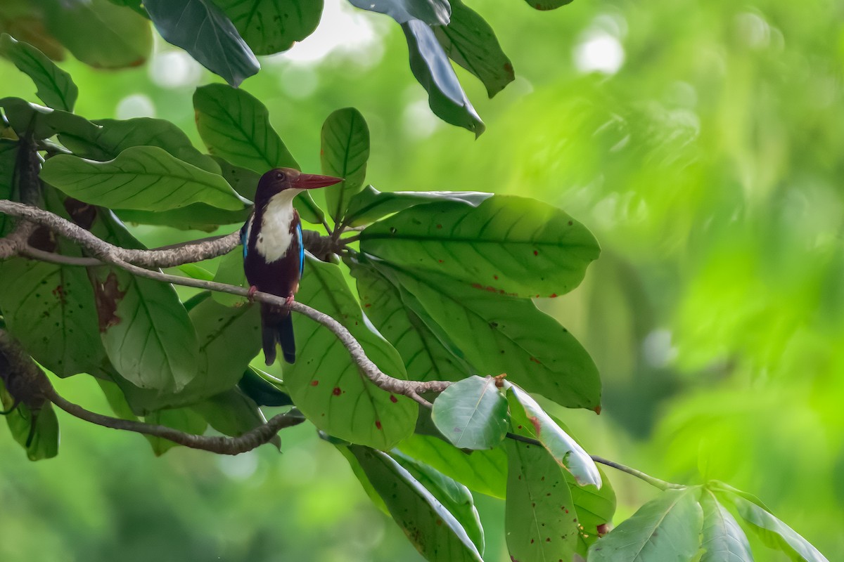 White-throated Kingfisher - ML644158174