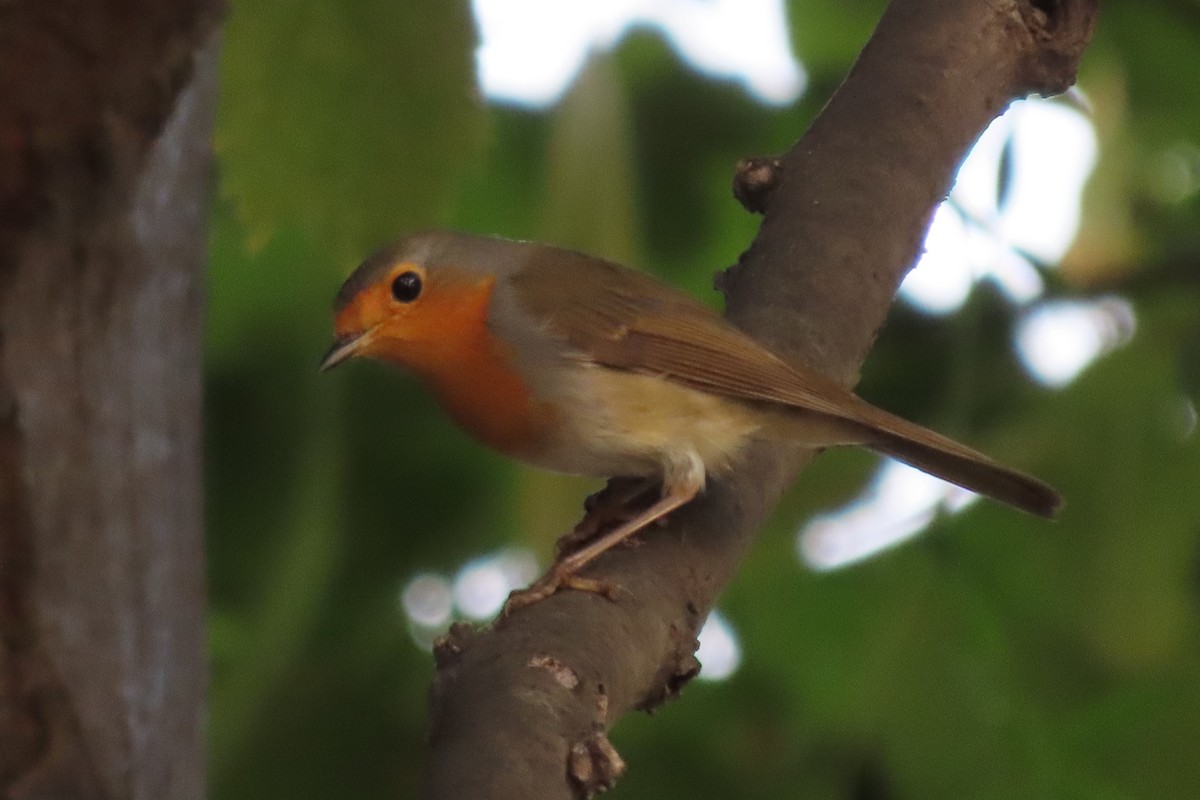 European Robin - ML644158190