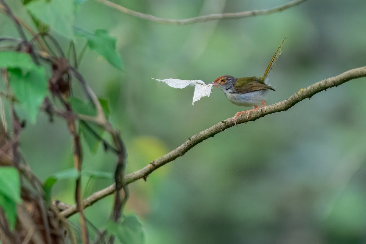 Common Tailorbird - ML644158199