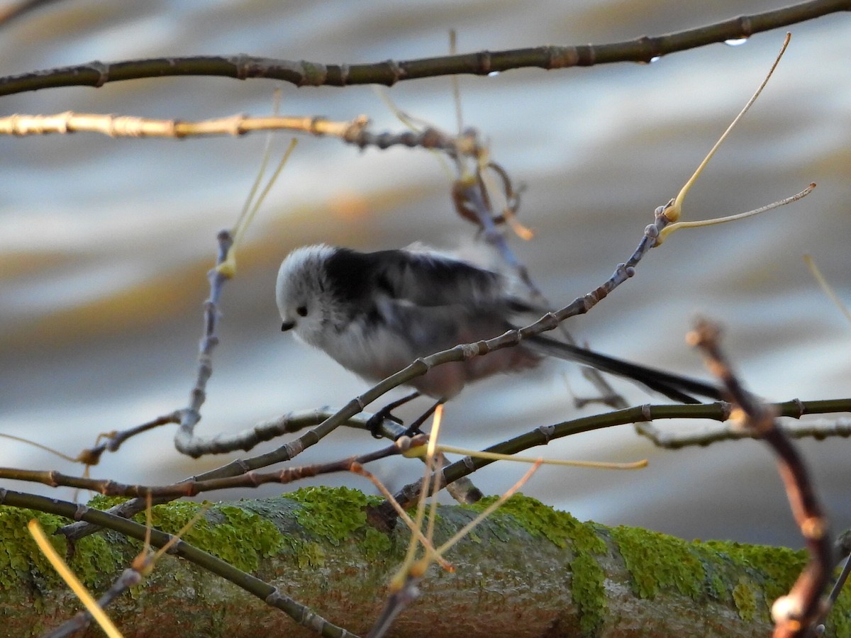 Long-tailed Tit - ML644158201