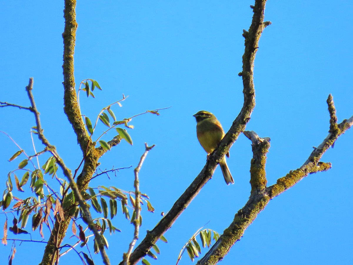 Cirl Bunting - ML644158204
