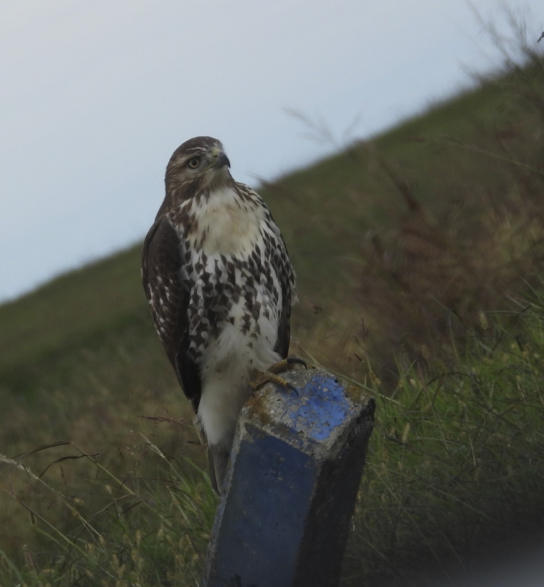 Red-tailed Hawk - ML644158205