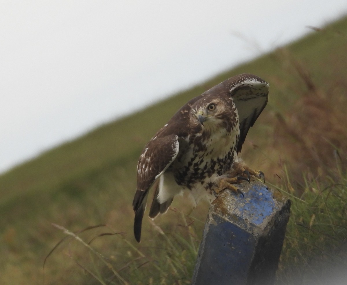 Red-tailed Hawk - ML644158206