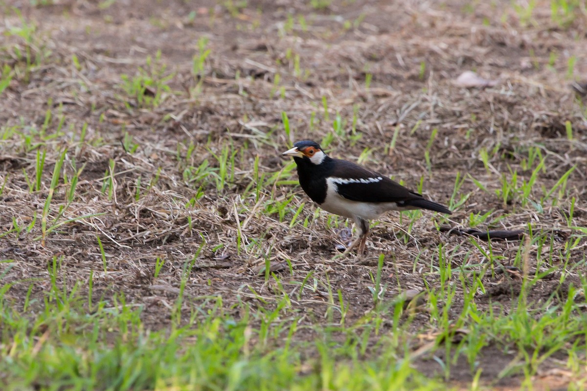 Javan Pied Starling - ML644158213