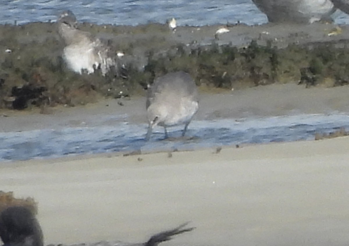 Willet (Western) - ML644158214
