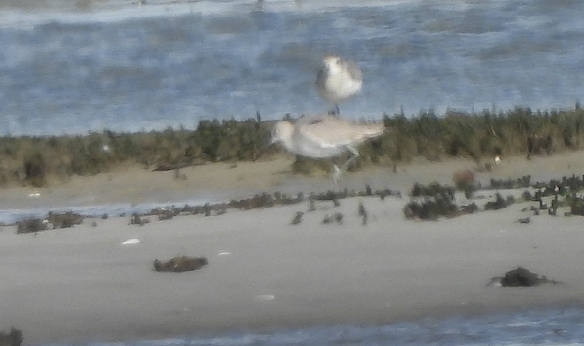 Willet (Western) - ML644158215