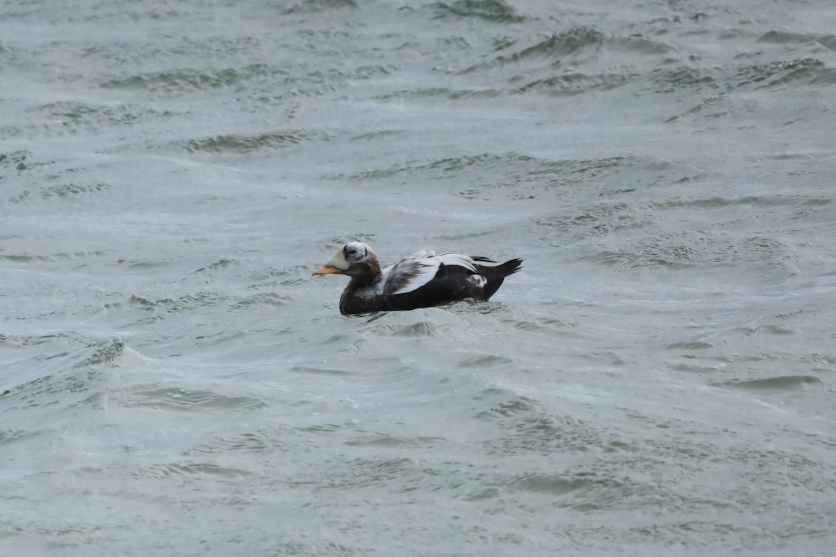 Spectacled Eider - ML644158220