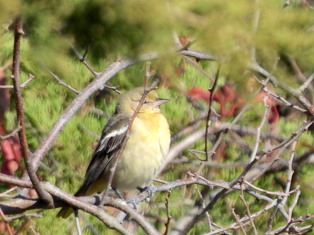 Baltimore Oriole - ML644158226
