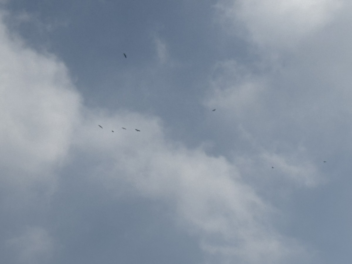 Cigogne orientale - ML644158235