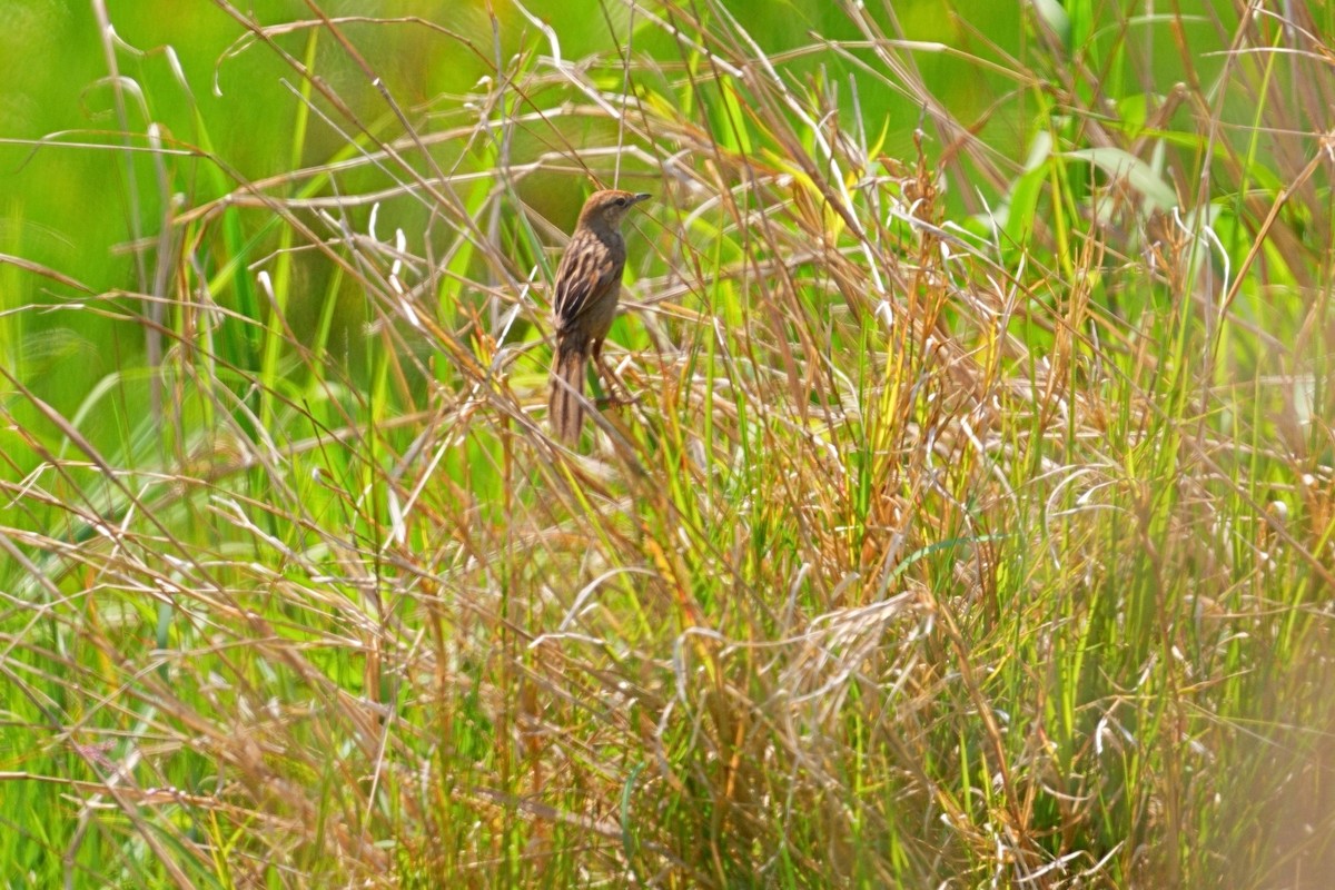 Tawny Grassbird - ML644158236