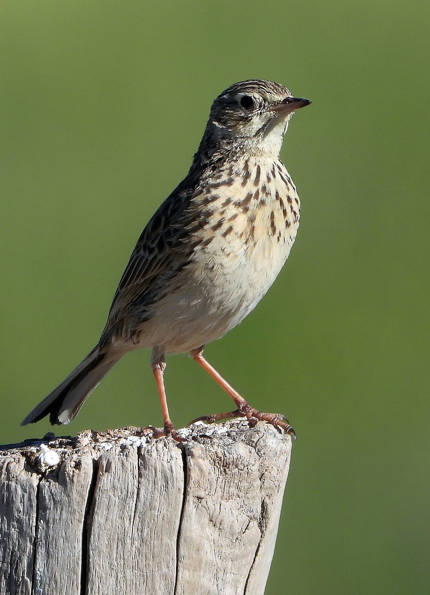 Щеврик короткодзьобий - ML644158247