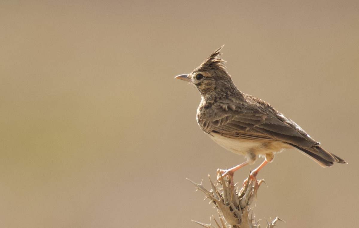 Thekla's Lark - ML644158258