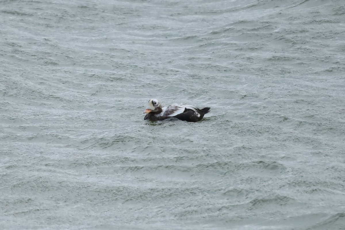 Spectacled Eider - ML644158275