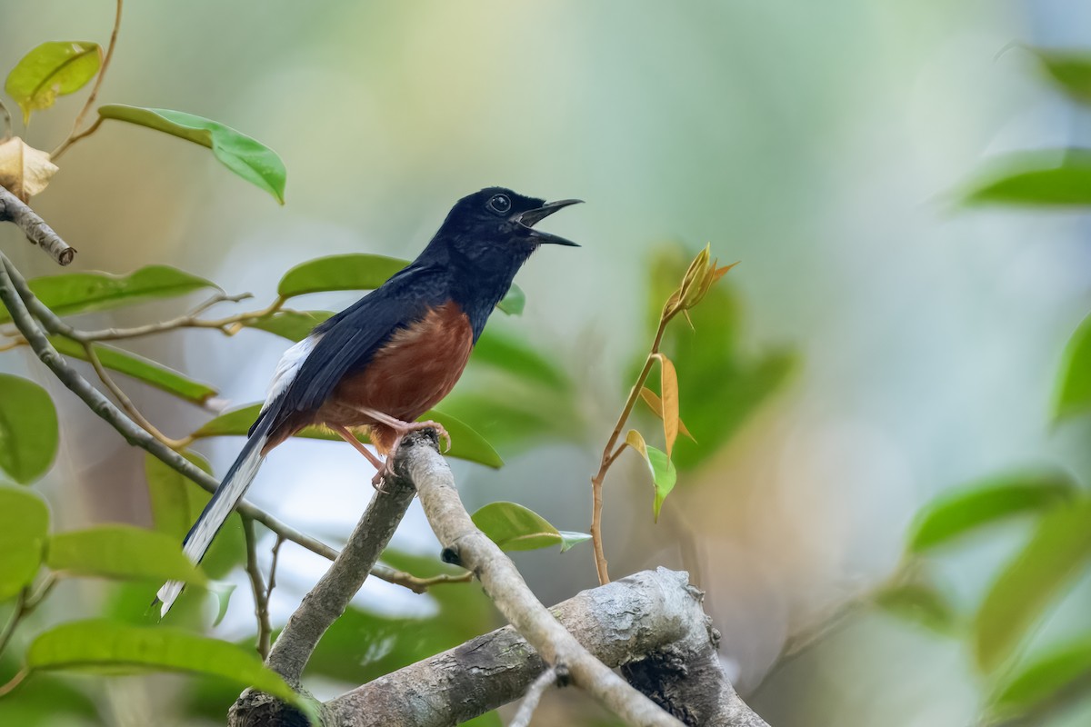 White-rumped Shama - ML644158301