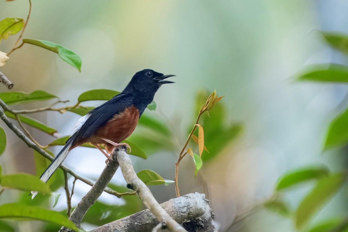 White-rumped Shama - ML644158302