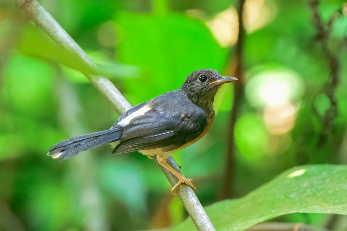 White-rumped Shama - ML644158303