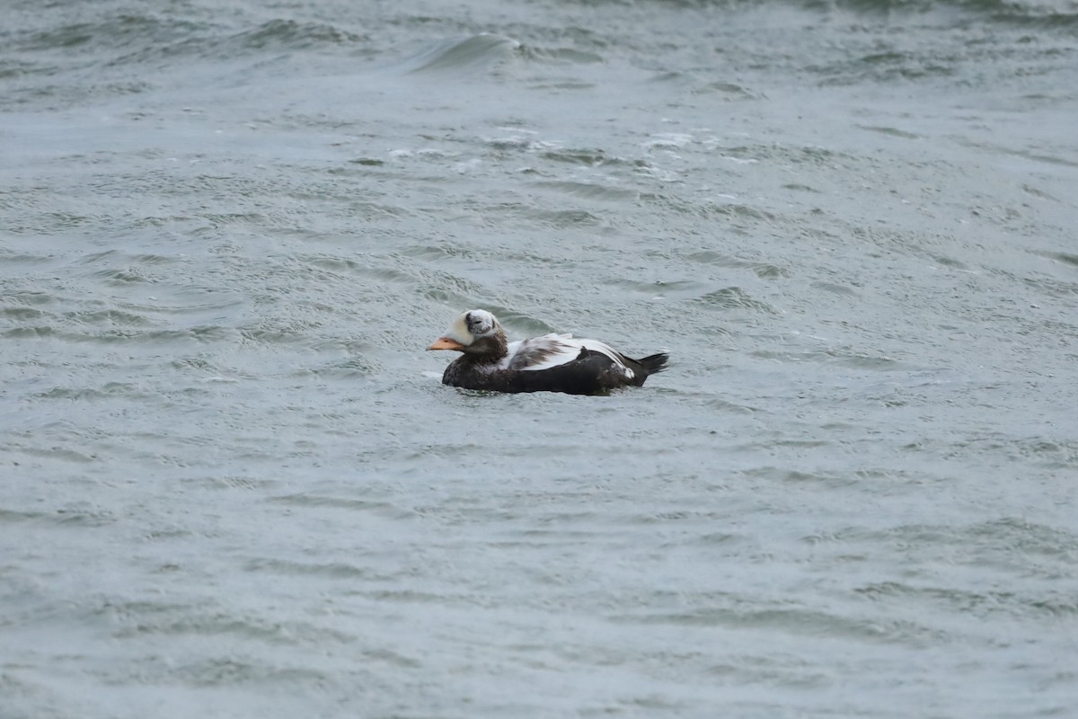 Spectacled Eider - ML644158330