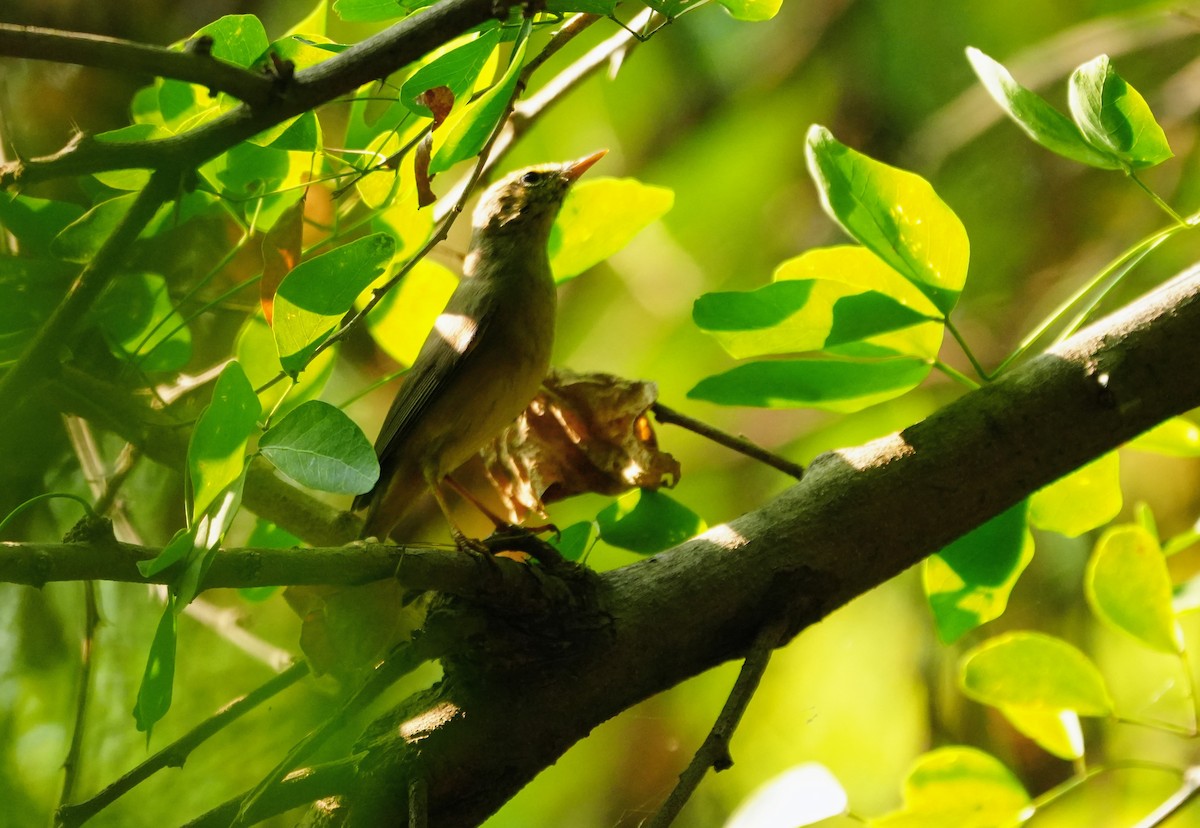 Sulphur-bellied Warbler - ML644158332