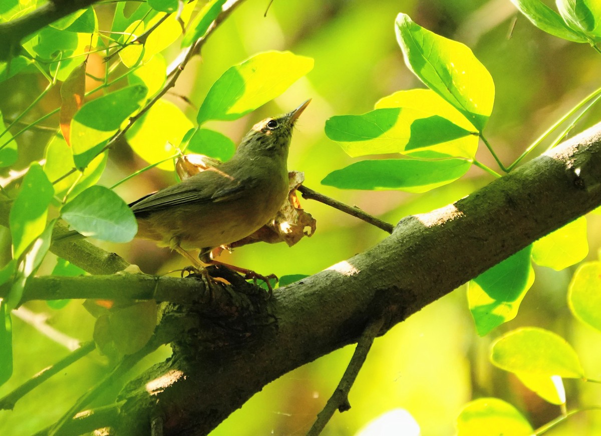 Sulphur-bellied Warbler - ML644158334