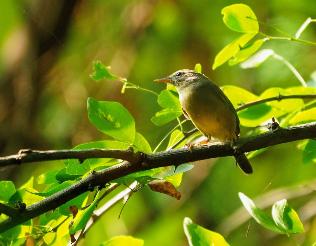 Sulphur-bellied Warbler - ML644158335