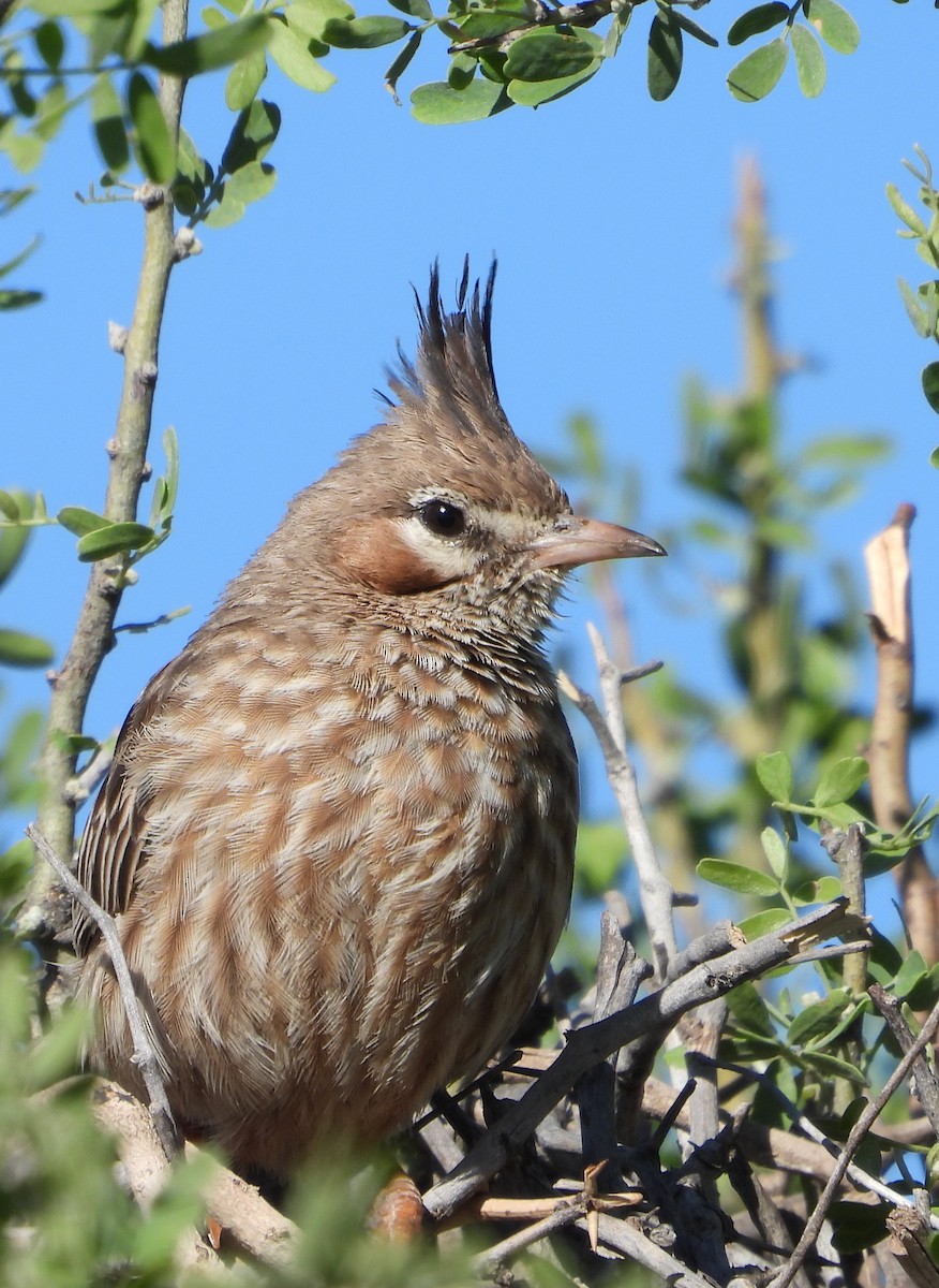 Annumbi alouette - ML644158354