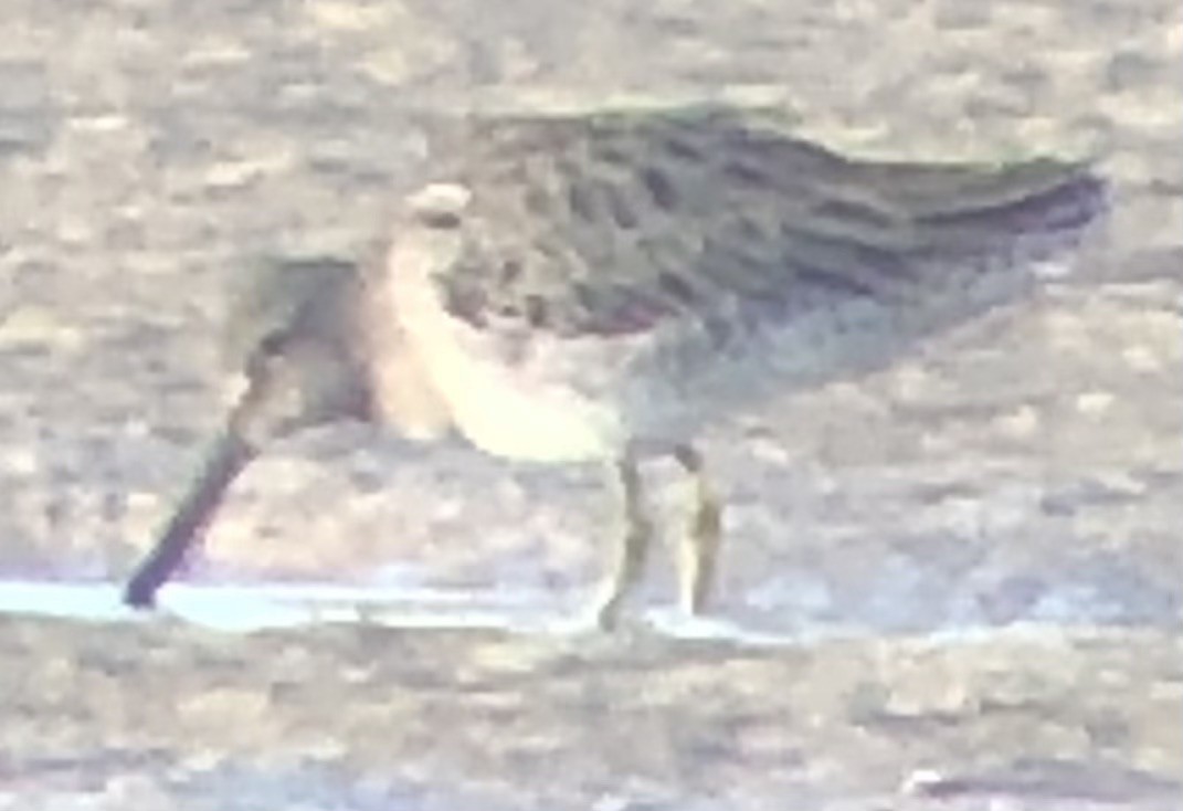 Long-billed Dowitcher - ML644158360
