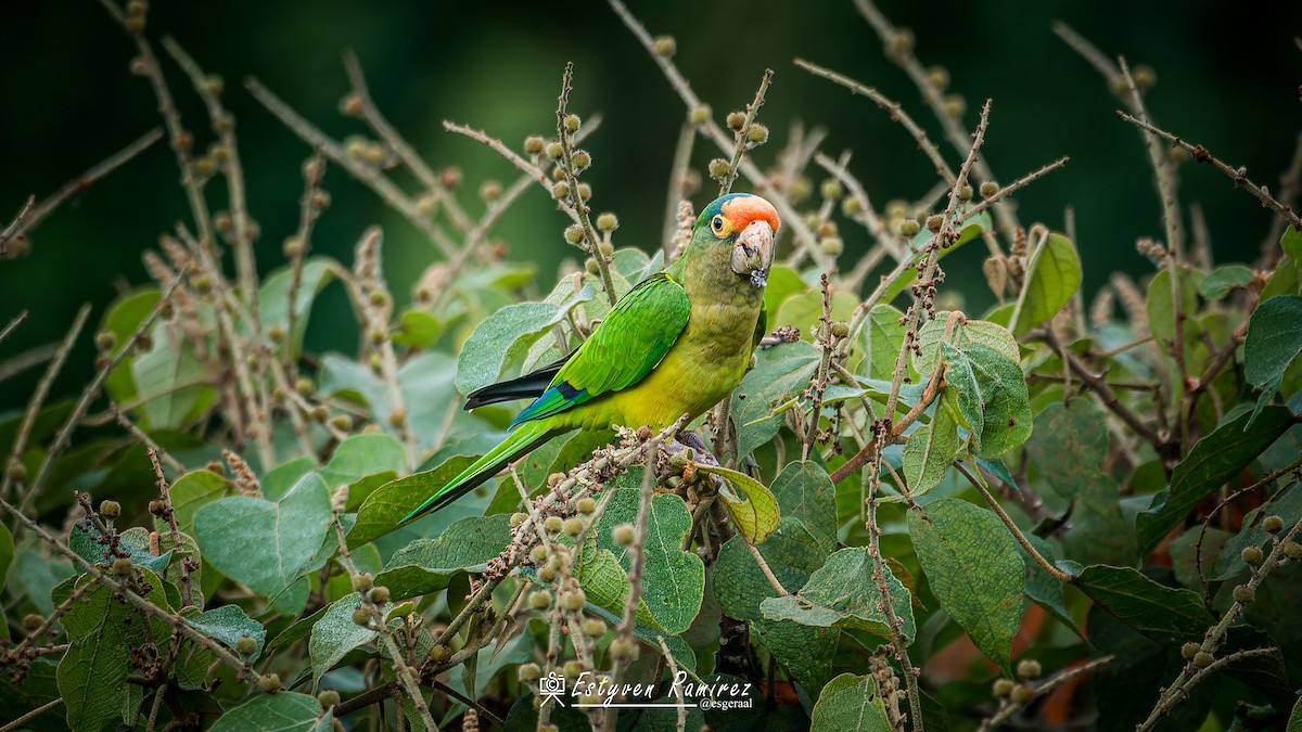 Orange-fronted Parakeet - ML644158362
