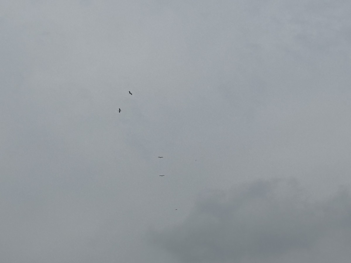 Oriental Stork - ML644158365