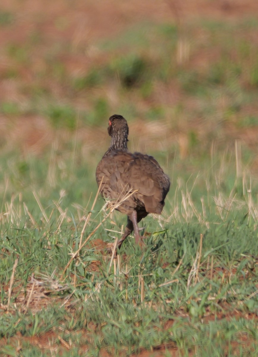 Dere Turacı - ML644158367