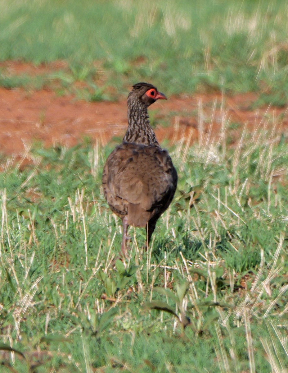 Dere Turacı - ML644158368