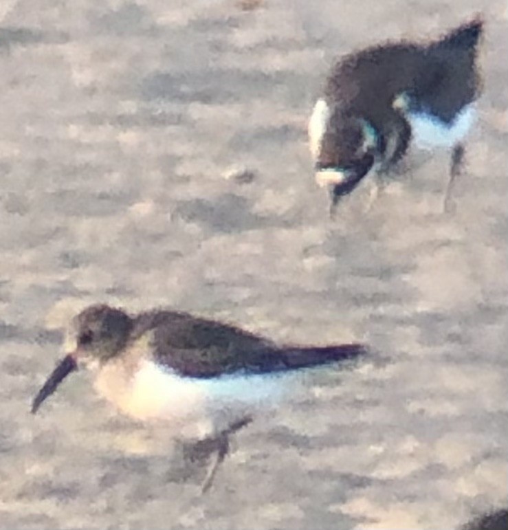 Dunlin - ML644158372