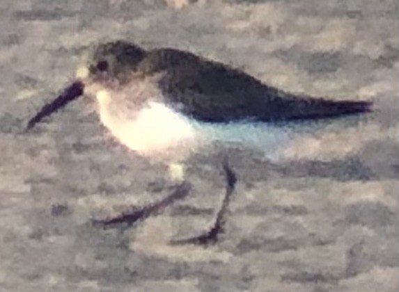 Dunlin - ML644158380