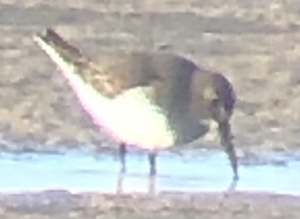 Dunlin - ML644158383