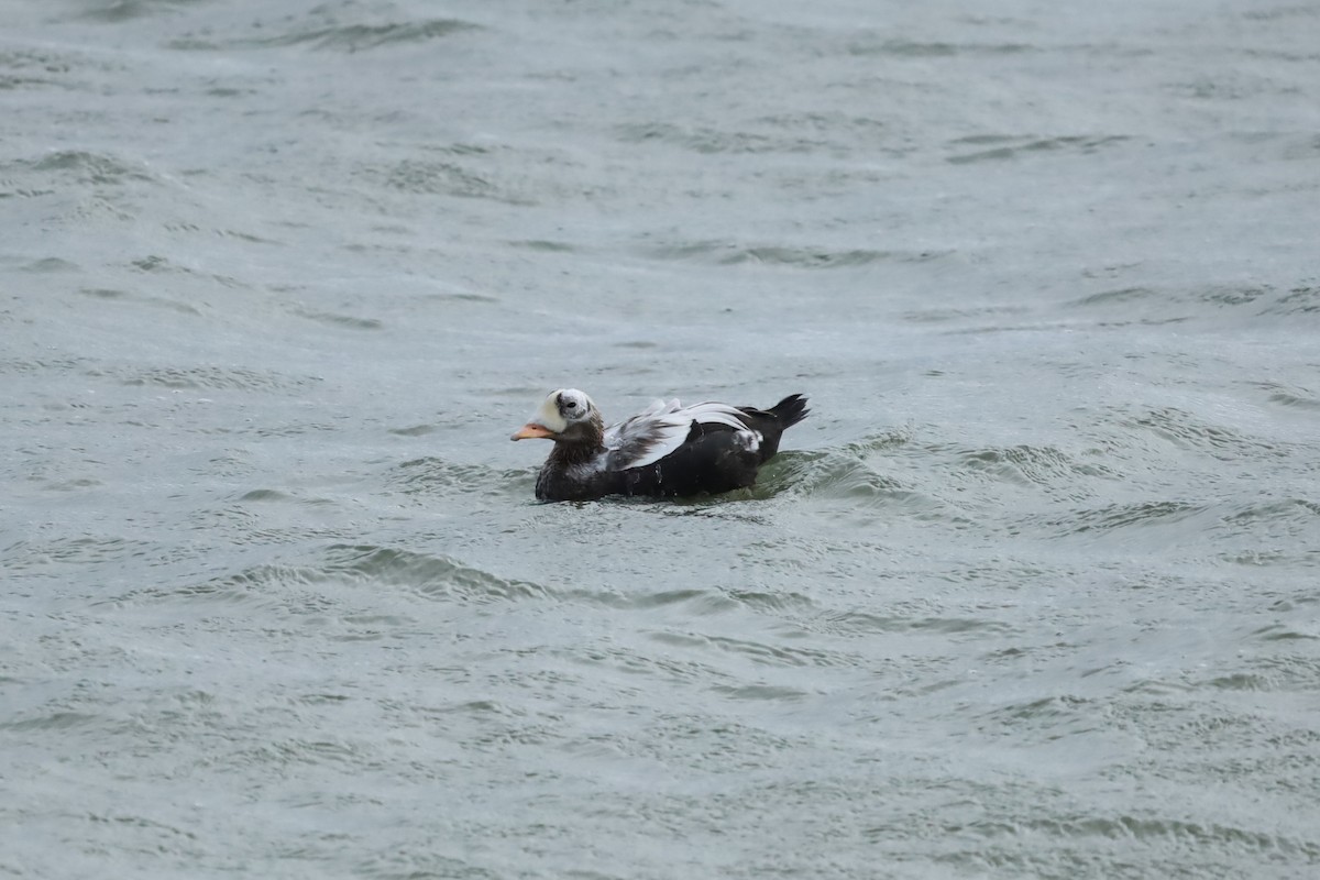 Spectacled Eider - ML644158386