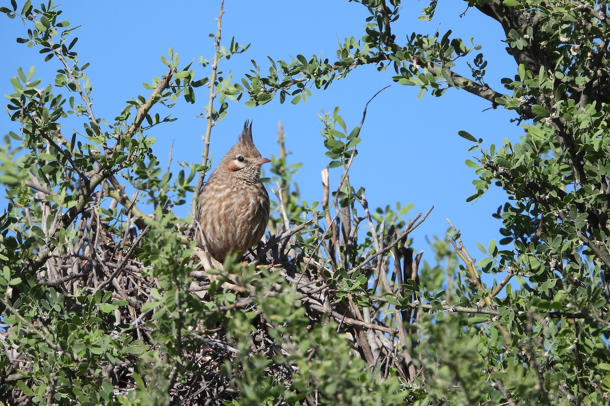 Annumbi alouette - ML644158396