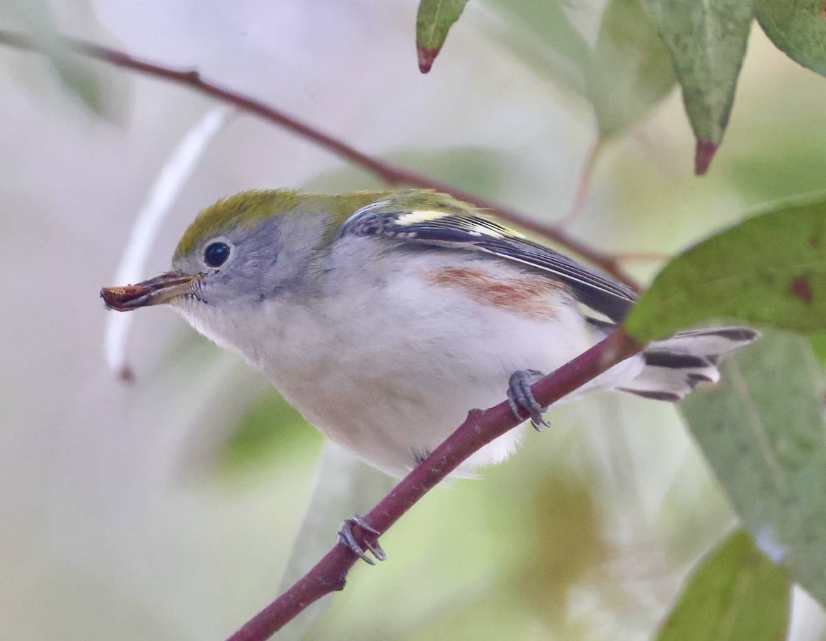 Chestnut-sided Warbler - ML644158399