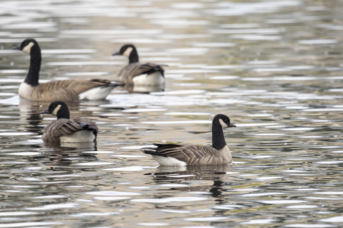 Cackling Goose - ML644158411