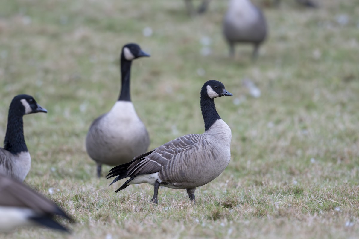 Cackling Goose - ML644158412
