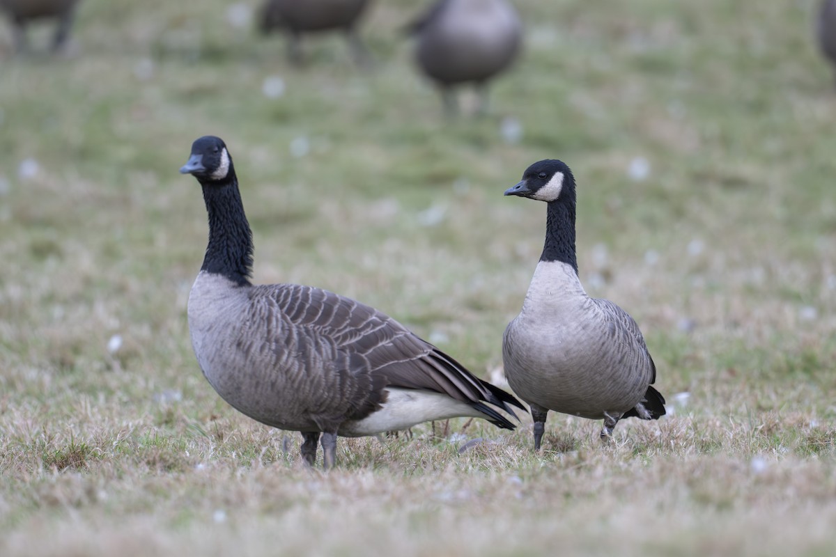 Cackling Goose - ML644158413